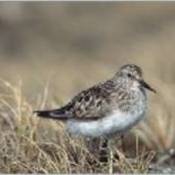 Baird's Sandpiper